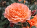 Роза « Бельведер (Belvedere)»