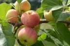 Яблоня «Коробовка»