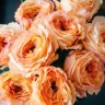 Роза чайно-гибридная « Каралуна (Caraluna) »