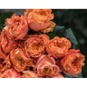 Роза чайно-гибридная « Каралуна (Caraluna) »