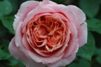 Роза « Поль Бокюз (Paul Bocuse)»