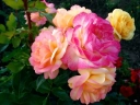 Роза флорибунда «Лампион »