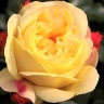 Роза флорибунда «Лампион »