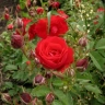 Роза миниатюрная «Ред Эльф (Red Elf)»