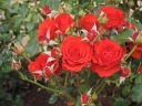 Роза миниатюрная «Ред Эльф (Red Elf)»