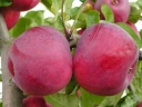 Яблоня «Макинтош»