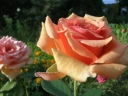 Роза чайно-гибридная «Ашрам (Ashram)»