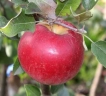 Яблоня «Карамельная»