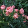 Роза миниатюрная «Пинк Морсдаг (Pink Morsdag )»