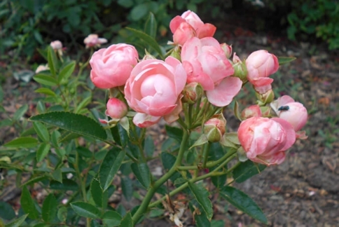 Роза миниатюрная «Пинк Морсдаг (Pink Morsdag )»