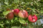 Яблоня «Жигулевское»