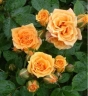 Роза миниатюрная « Клементина (Clementine)»