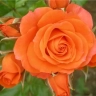 Роза спрей « Алегрия (Alegria)»